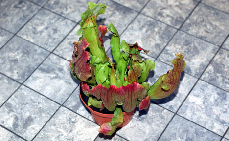 Rote Schlauchplanze