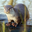otter.jpg
