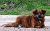 Brauner Hund