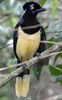 Ein bunter Vogel