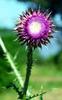 Distel