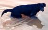 Hai, nein, Hund im Fluss Uruguay