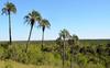 Nationalpark Las Palmeras