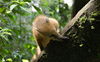 Nasenbär Horst