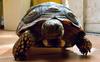 Schildkröte