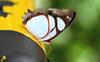 Der Lack ist ab: Schmetterling auf einem gelben Rohr