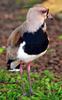 Ein Vogel im Iguazu-Nationalpark