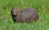 Wasserschwein