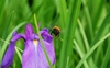 Insekt im Anflug auf eine Blüte