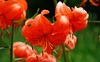 Rote Blüten