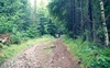 Nadelwald