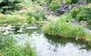 Teich