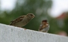Vögel