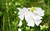 Weisse Blüte
