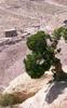 Baum im Sandstein