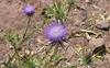 Eine Distel