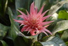 Eine exotische Blüte im botanischen Garten in Göteborg