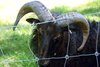Ein Bock
