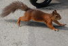 Ein Eichhörnchen auf dem Asphalt