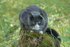 Lauernde Katze