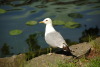 Eine Möwe in Göteborg